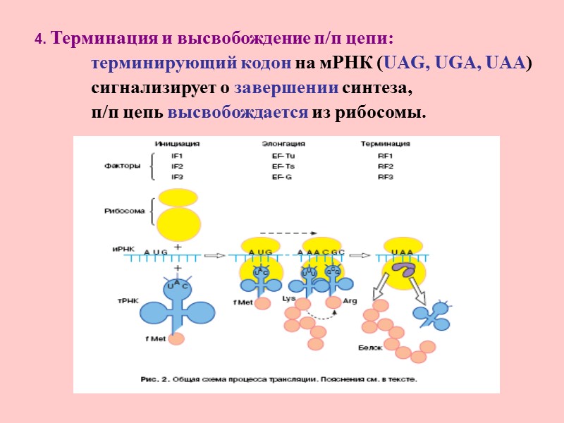 4. Терминация и высвобождение п/п цепи:        